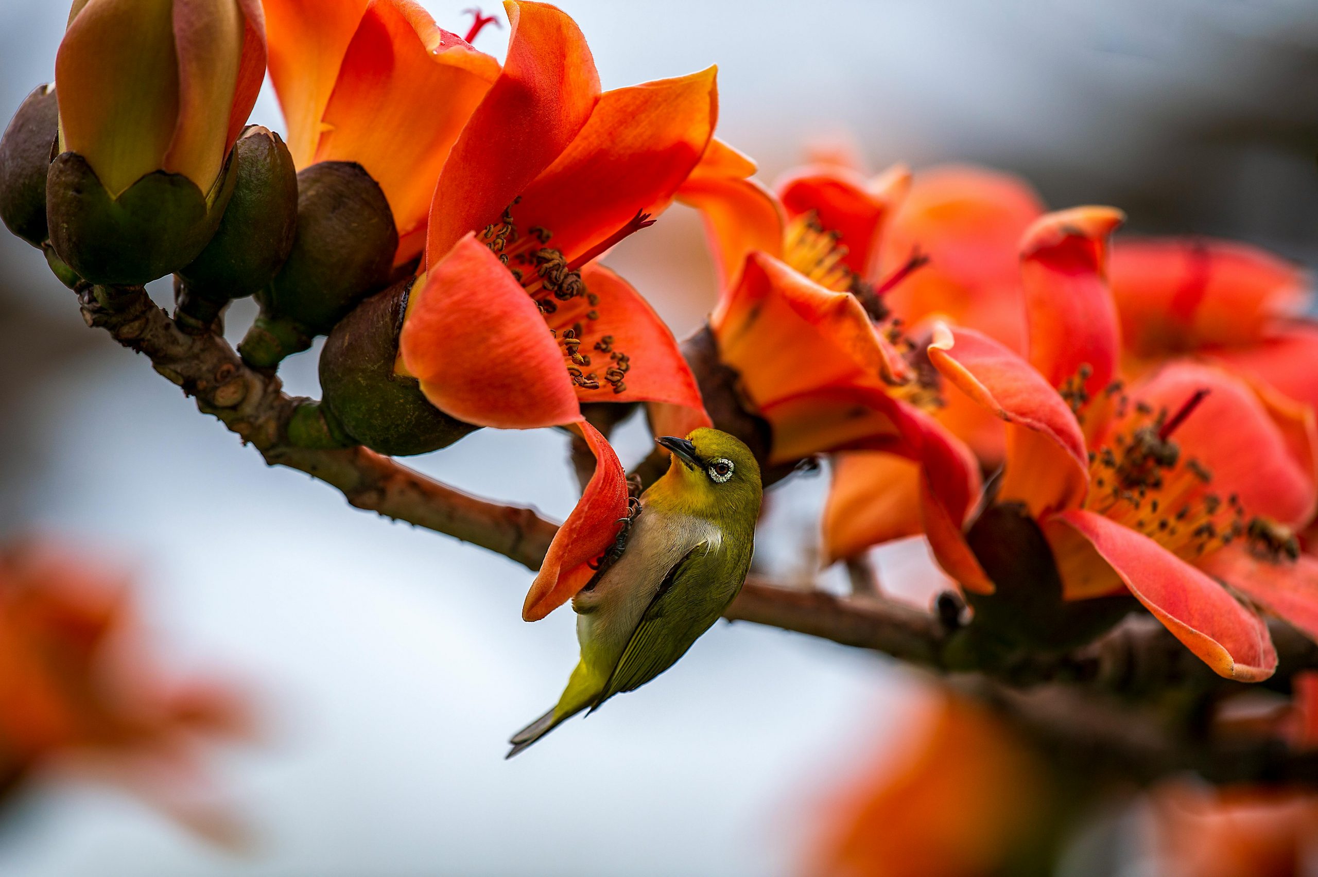 木棉花 - 红色星球的象征